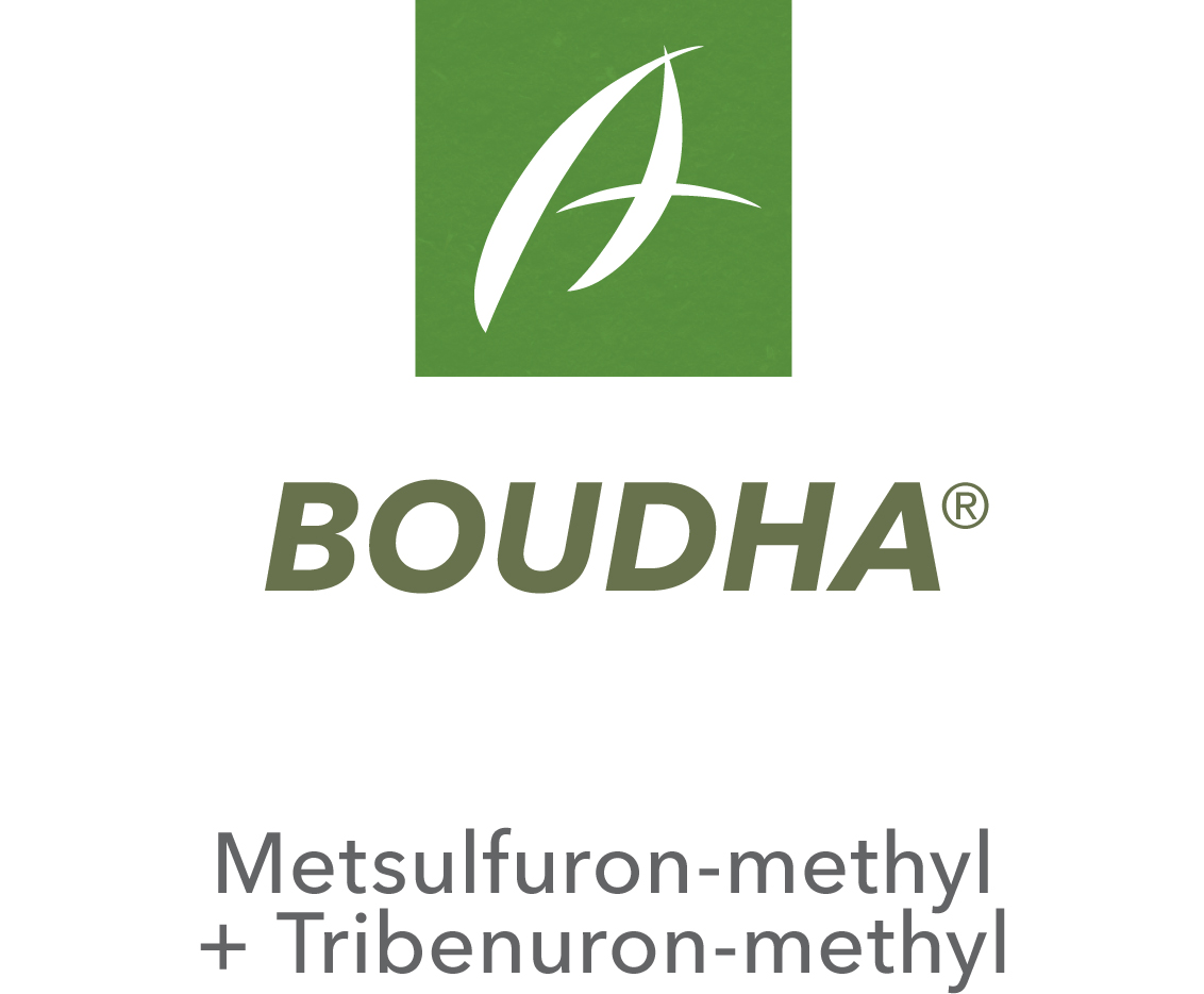 Boudha®