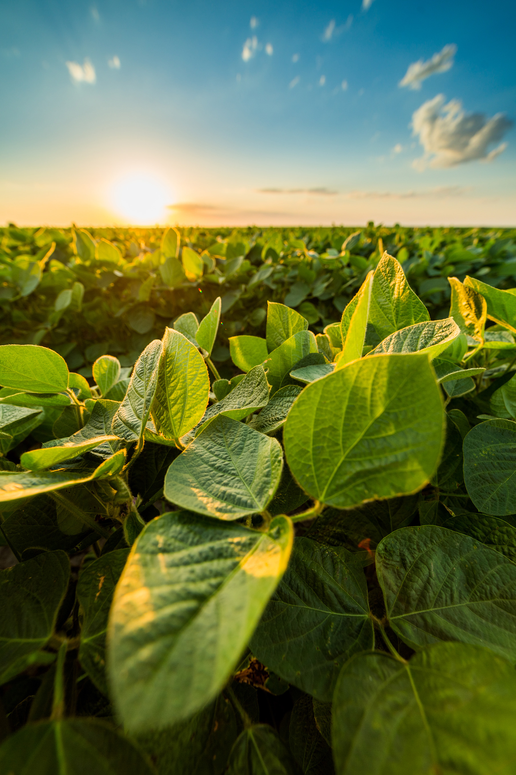 Soybeans