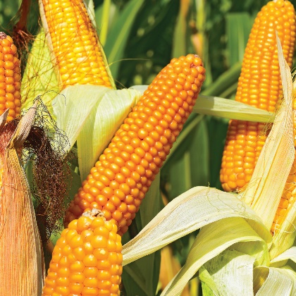 Corn